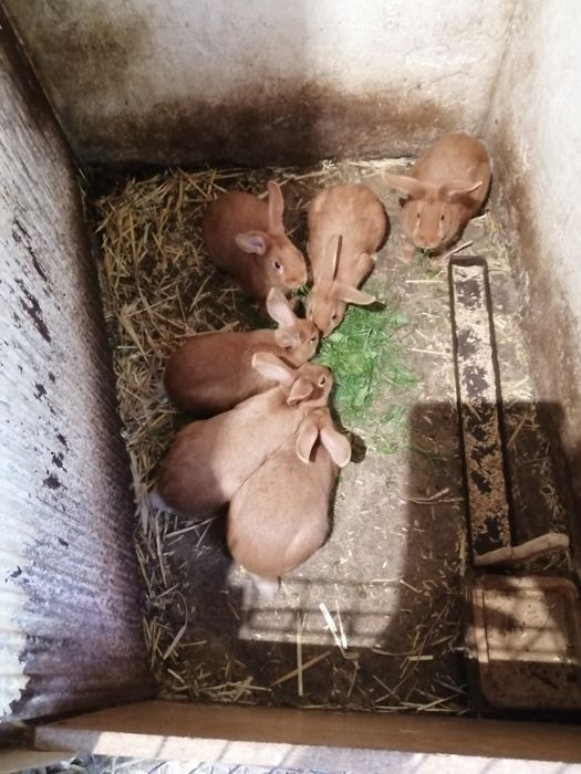 Sprzedam króliki burgundzkie samce i samice e sa