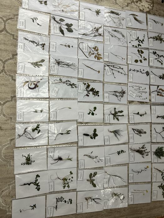 Гербарій рослин для студентів