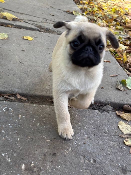 Цуценятка мопсиків