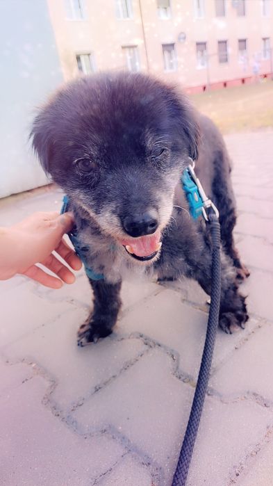 Misiek. 6kg pieska szuka domku