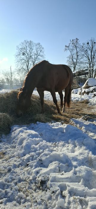 Sprzedam klacz 4 lata