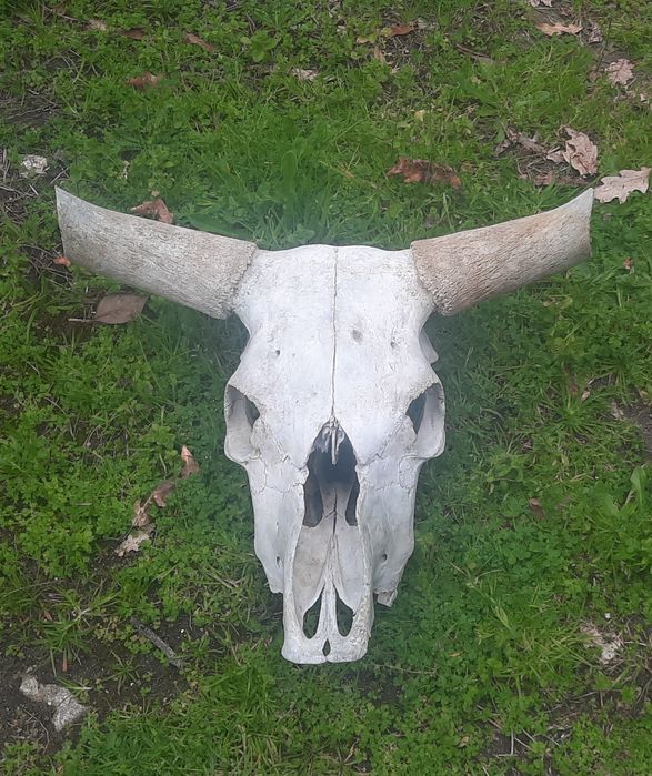 Crânio de vaca, verdadeiro, da Serra do Gerês.