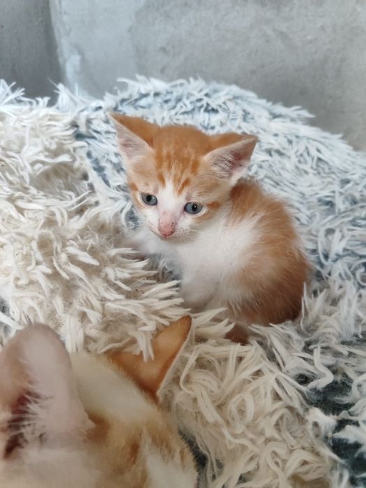 Gatinhos para adoção