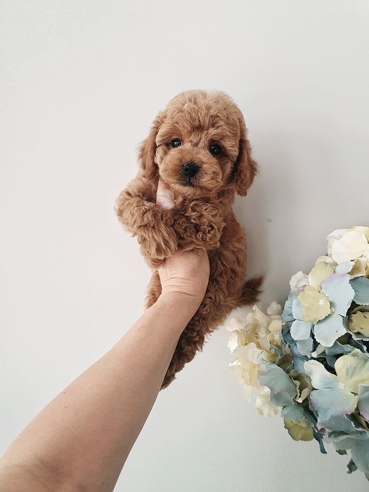 Дівчинка неперевершена манюня