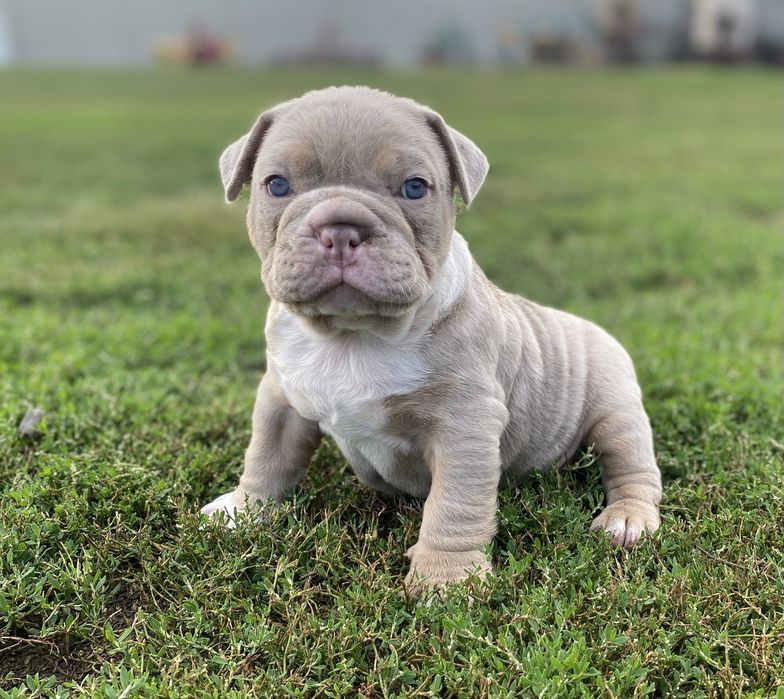 American Bully Pocket