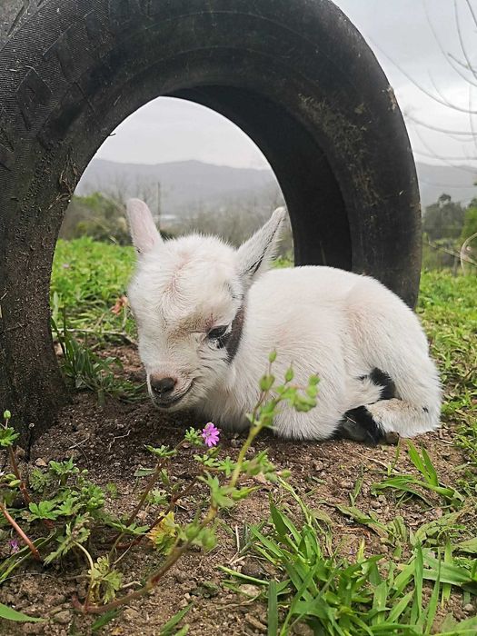 cabrinhas micro anãs