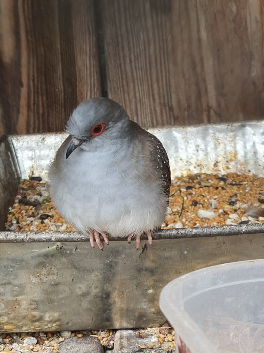 Gołąbki diamentowe sprzedam.