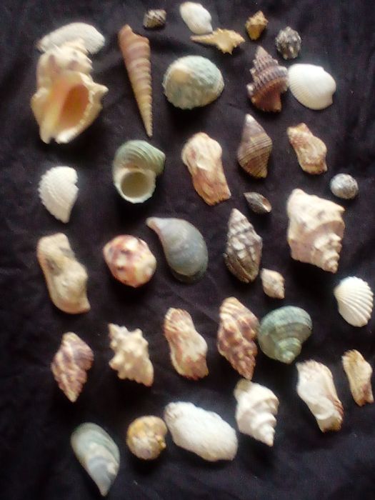 Ракушки пропоную.