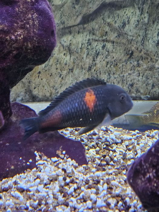 Lago Tanganika casal Tropheus Bulu Point 
do lago Tangani