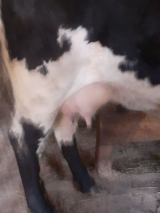 Продам корову молоду