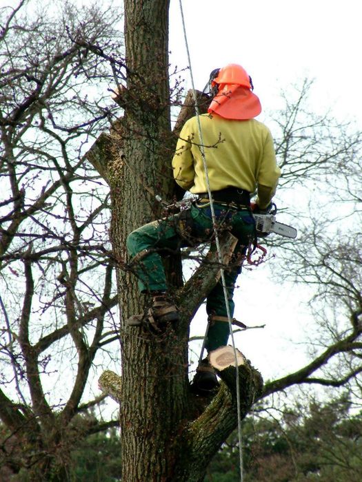 Спил деревьев  зачистка територий