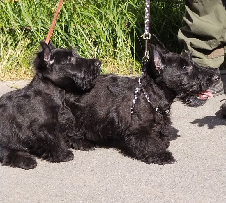 Скотч терьєр цуценята