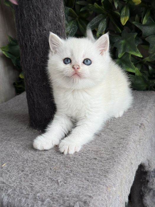 Macho british shorhair