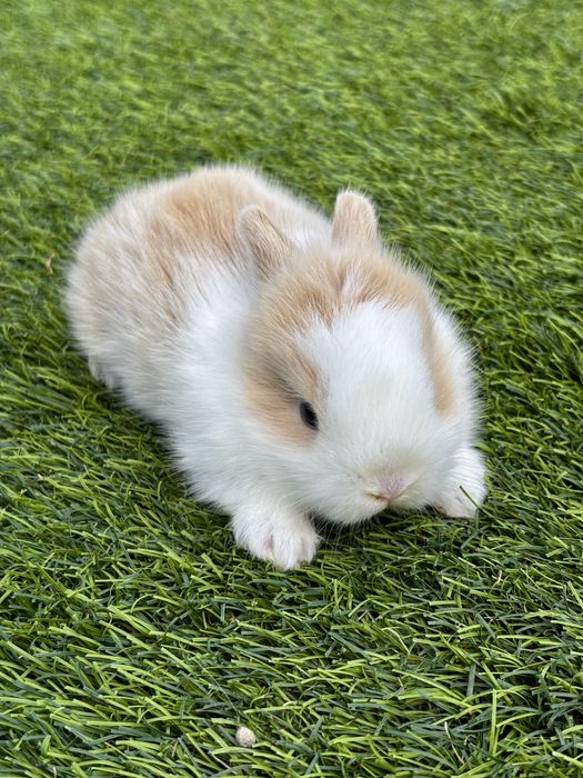 Coelho anão miniatura