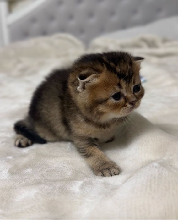 Шотландський котик