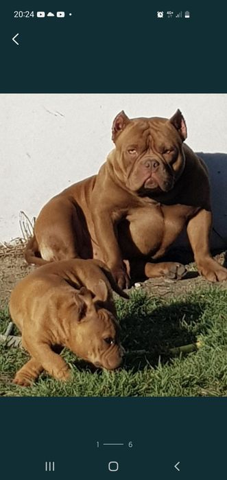 American bully pocket