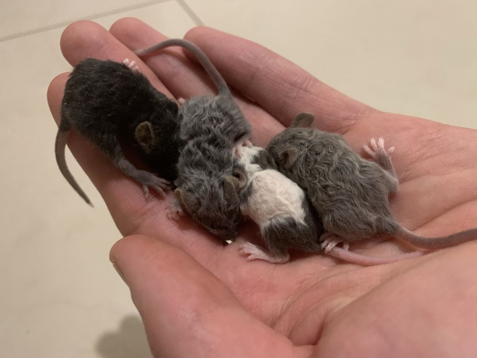 Мишки декоративні кучеряві, криски дамбо