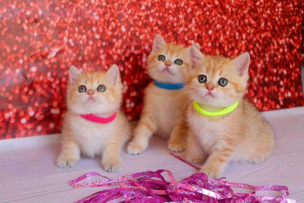 Самые красивые британские плюшевые и пушистые котятки