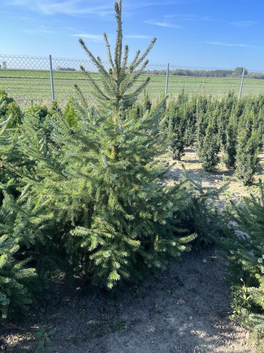 Swierk serbski zalesienia