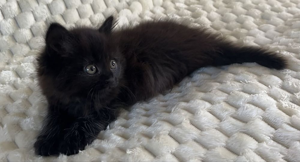 Кошеня безкоштовно