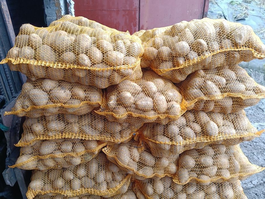 Ziemniaki jadalne Soraya