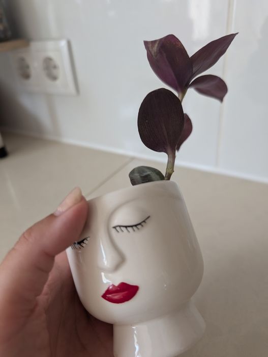 Planta Lambari Roxo