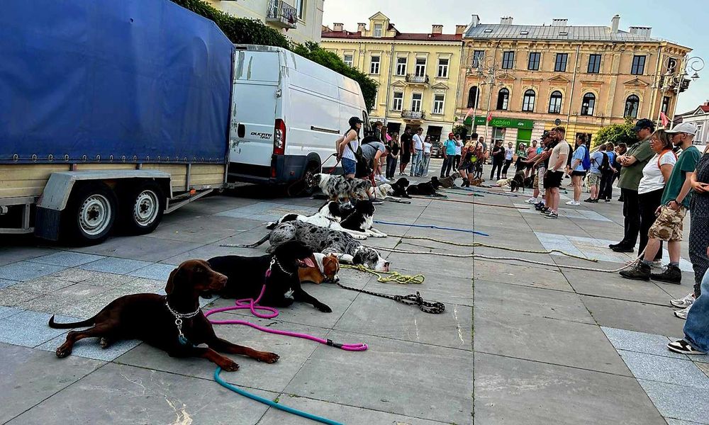 Szkolenie psów Kielce
