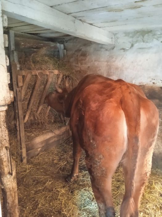 Продам теличку тільну