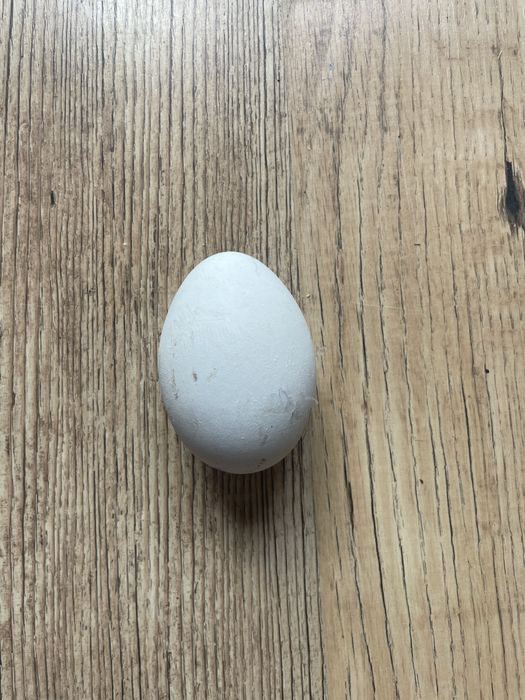 Jajka gęsie lęgowe WYSYLAM