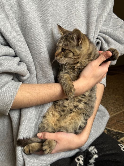 Кошенята хлопчики