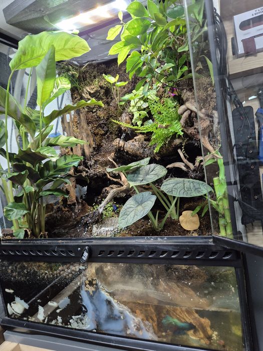 Terrarium Paludarium