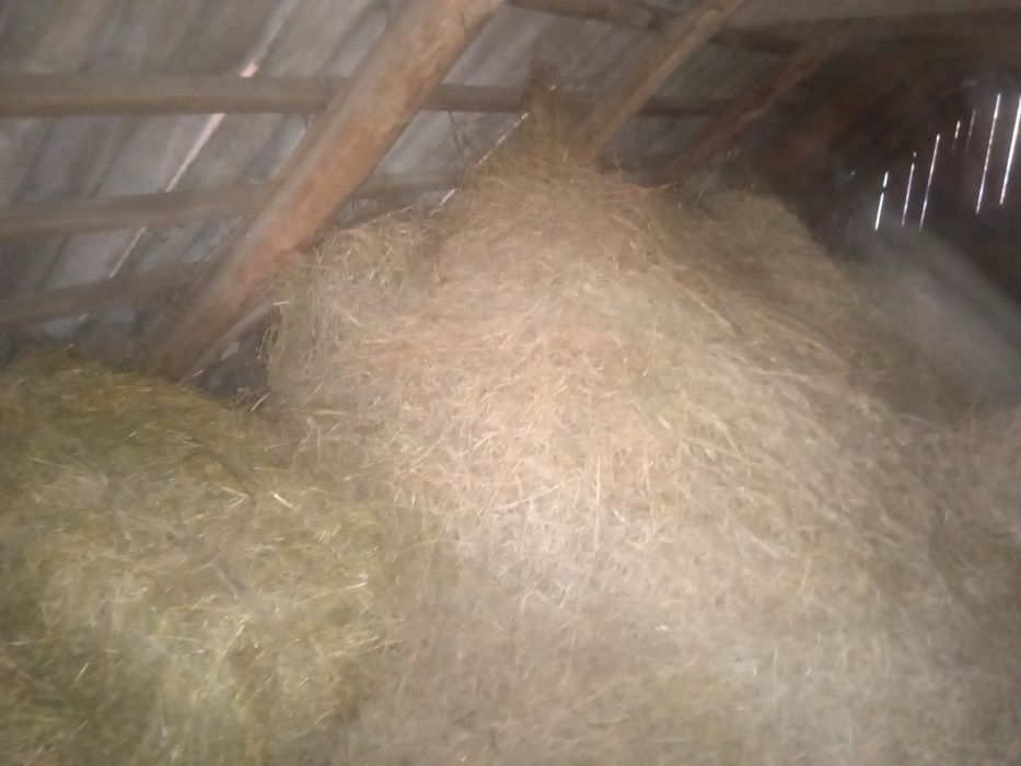 Продам сіно садове і тюки