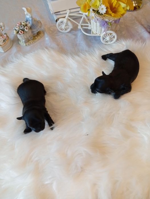 Mini Black  Yorkshire terrier, nie biewer. Okazja.