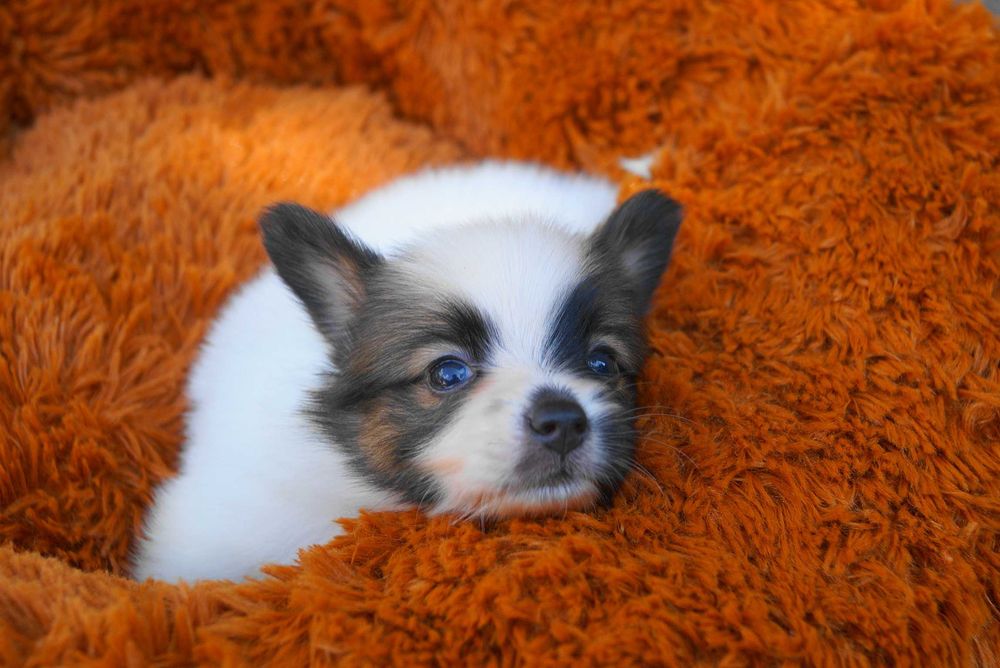 папильон мальчик