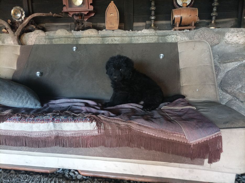 Szczeniaki rasy owczarek niemiecki długowłosy,czarny