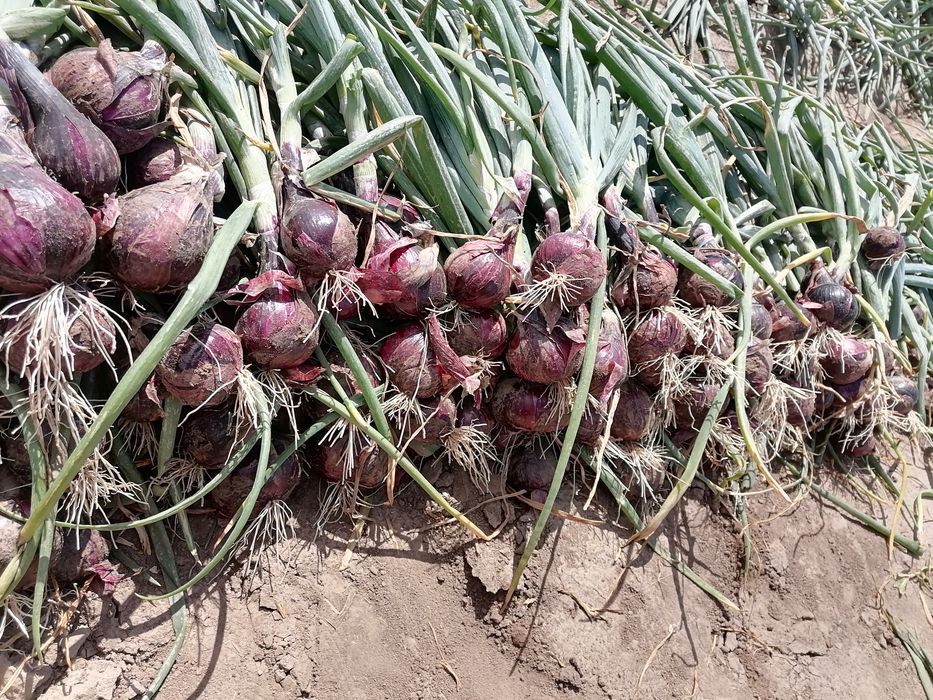 Cebula czerwona 20 kilo fasolka szparagowa 3 kilo