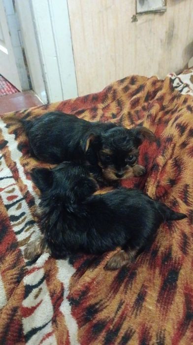 Продам мини йорка