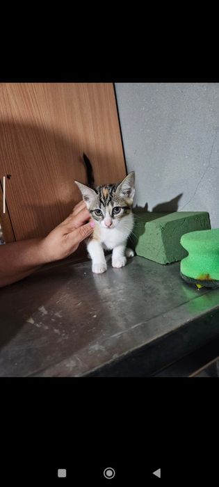 Gatinhos bebe para adoção
