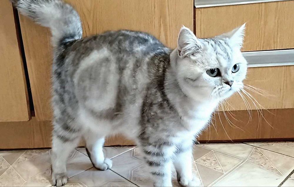 Срібна мрамурова,чистокровна.Scottish Stright. Кошенята.