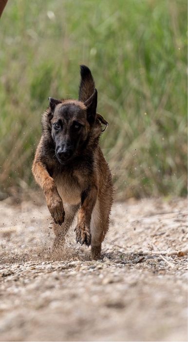 Дрессировка собак , Кинолог , Любые породы собак,Гостинница для собак