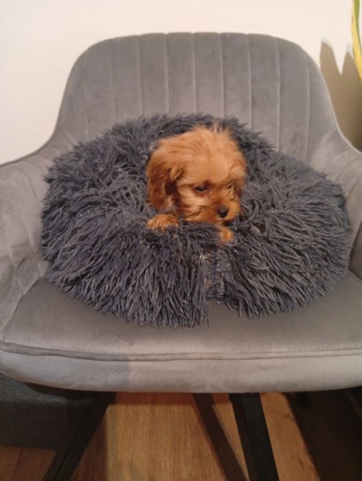 Cavapoo Cavalier Pudel