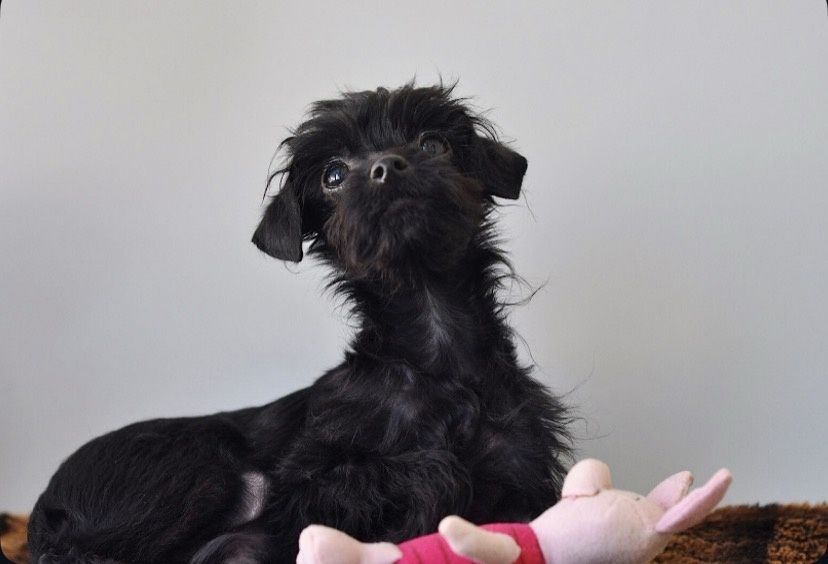 Той- терьер хлопчик