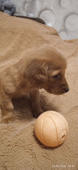 Цуценята такси, дівчатка  —  народилися на Новий рік ! (3 дівчинки)
