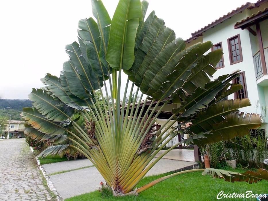 ravenalla madagascarensis