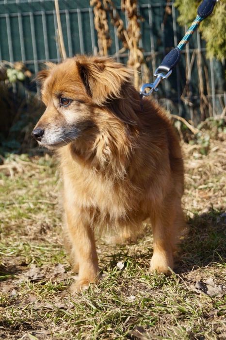 Malutki puchaty piesek szuka domu