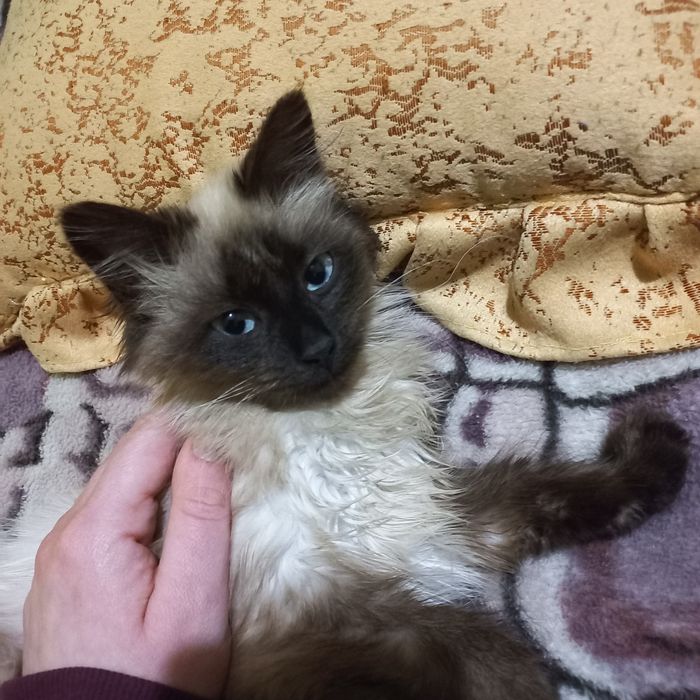 Киця в добрі руки