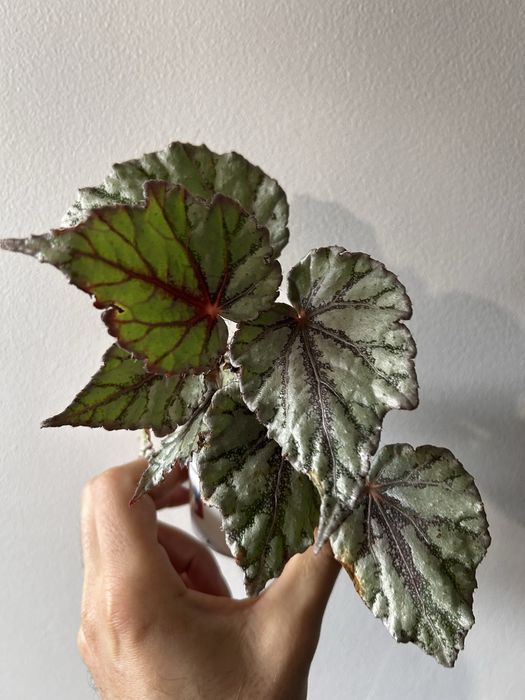 Begonias sumatra