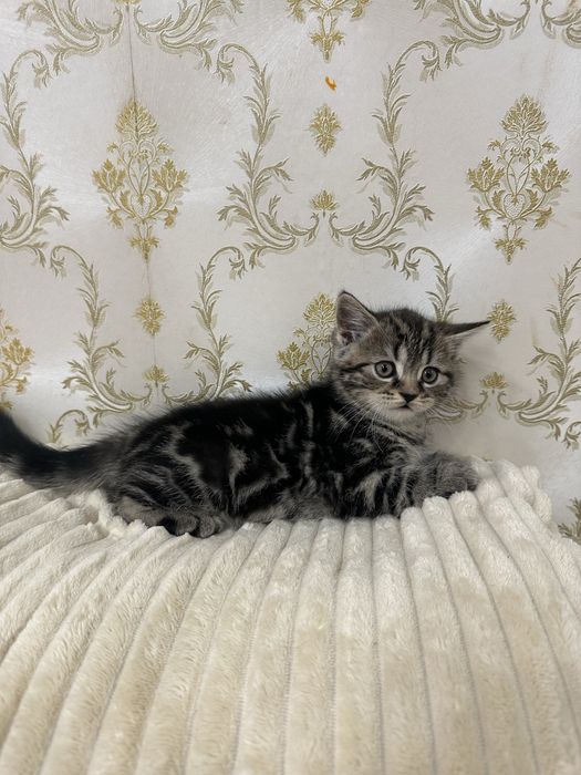 Шотландські кошенята