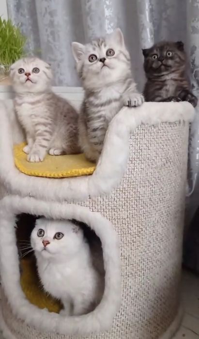 Шотландська страйт фолд котики