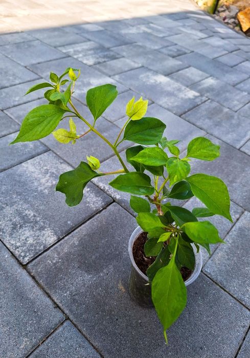 Bugenwilla Sunstone White sadzonka 14/16cm